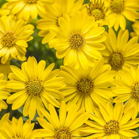 21 september yellow flowers|flowering plants in september.